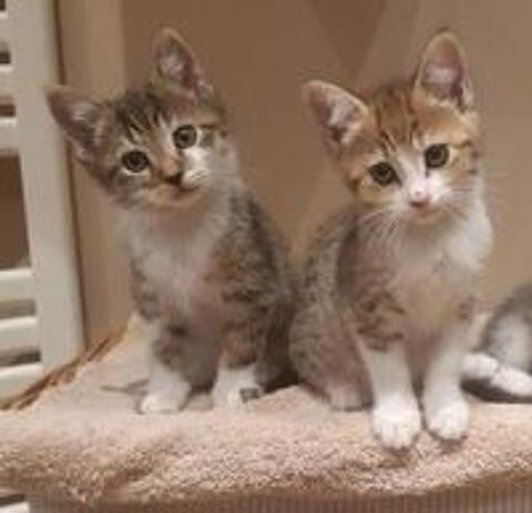   2 chatons a l'adoption 