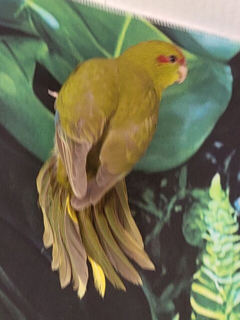 Kakarikis EAM  90 65000 Tarbes