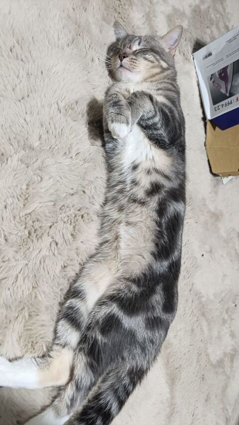 Donne chat m&acirc;le de 2 ans
0 95000 Cergy