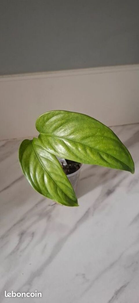 Monstera filamentous bouture 58 5 Clermont-Ferrand (63)