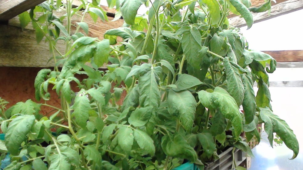 grand plants de tomates bio non hybride Jardin