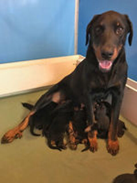   Chiots Beauceron Gros Gabaris pure  race 