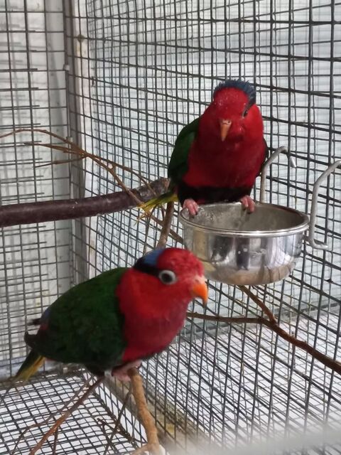 LORIQUET PAPOU 500 83000 Toulon