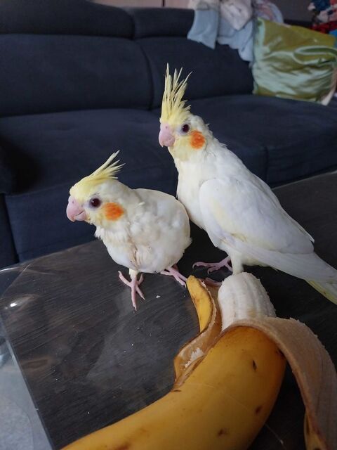 bébé oiseau à    vendre 40 94260 Fresnes