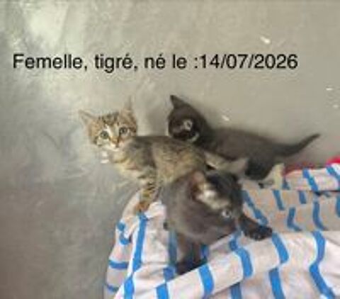   Très Beaux Chatons de Gouttière À Réserver 2 mois 1/2  