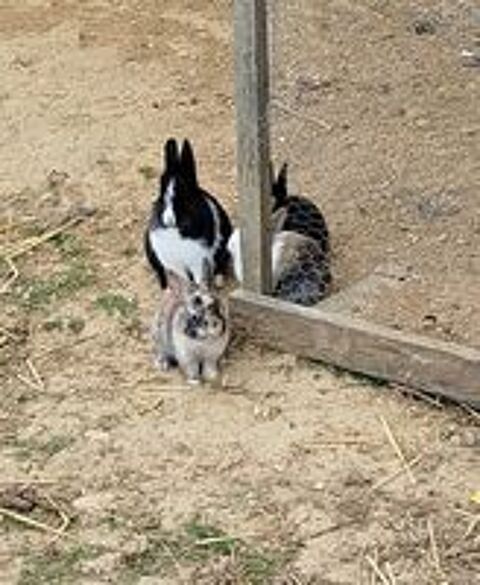   lapine naine de 2 mois, noire et blanche 