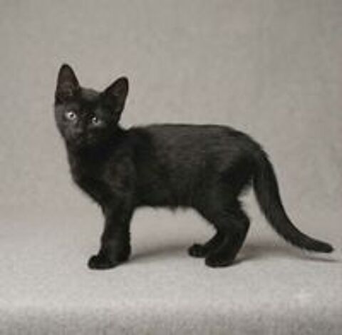   Panthere chaton femelle 2 mois cherche famille 