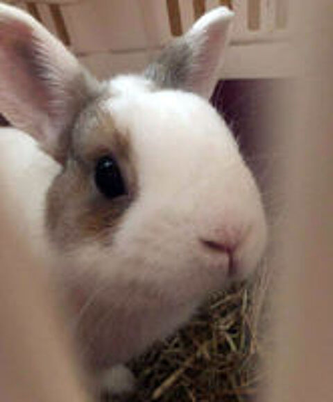   LAPINOU, adorable lapin extra  adopter via l'association UMA 