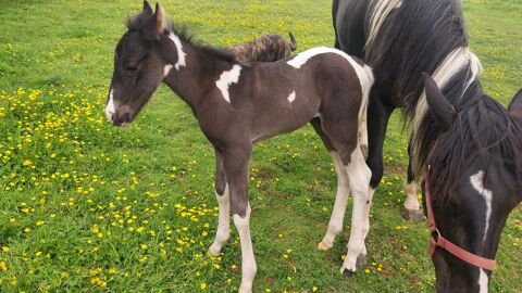 Jument paint 4 ans  4500 29190 Pleyben
