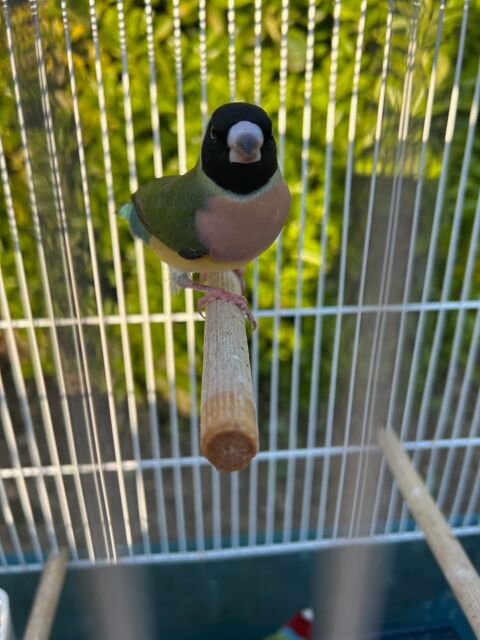 Diamant de Gould 50 30210 Remoulins