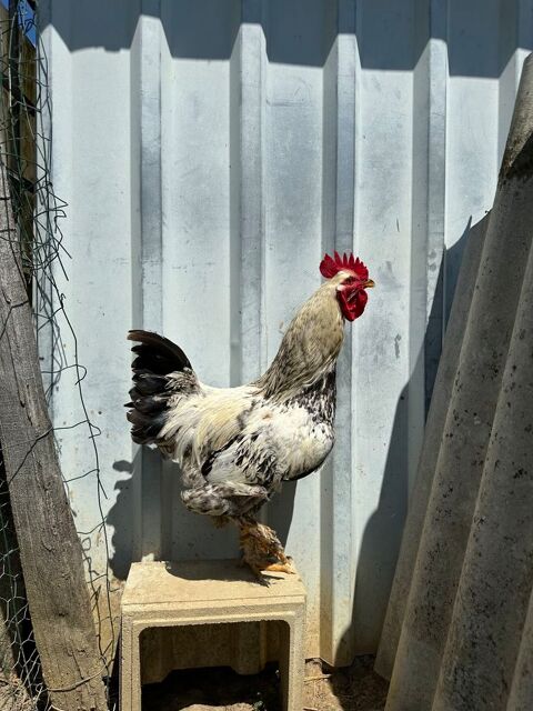 Coq 6 49670 Valanjou
