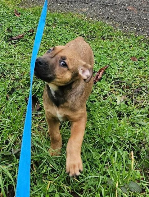 Ragnar, chiot crois&eacute; malinois &agrave; adopter 300 85620 Rocheservi�re