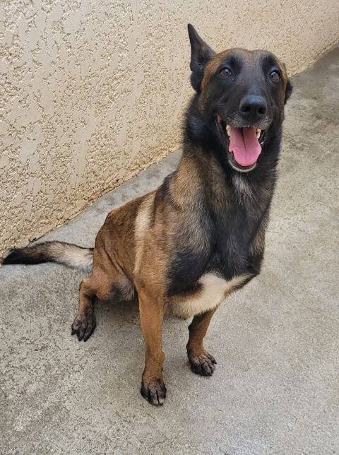 ALIZEE, malinoise, 4 ans 220 34500 B�ziers