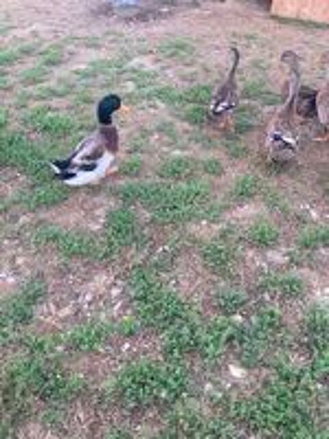   Canard De Rouen 
