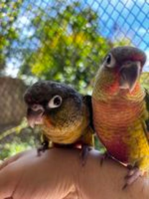   Conure hypoxantha EAM apprivoisé  