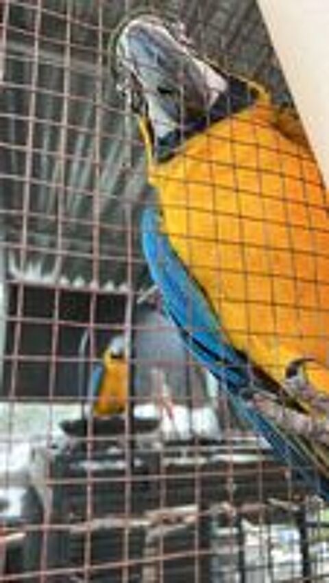   
Ara ararauna eam 2 ans femelle et mâle 1 an 
