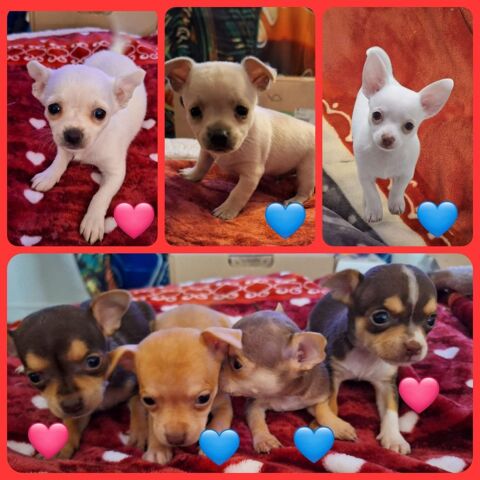 4 adorables et beaux Chihuahuas 900 94200 Ivry-sur-seine