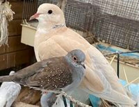   PIGEONS  PAONS et TOURTERELLES

