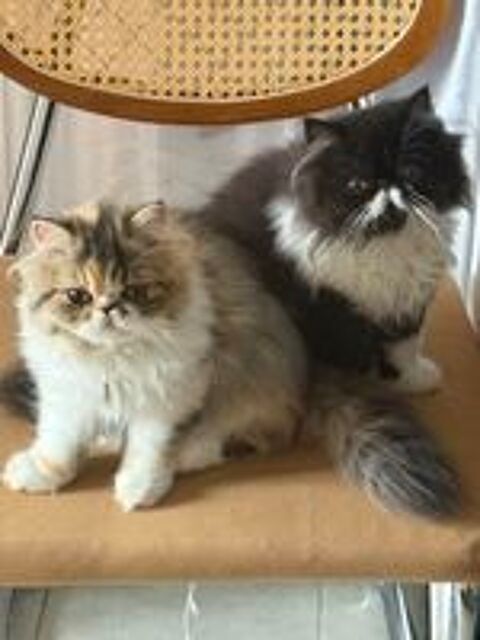   Chatons  