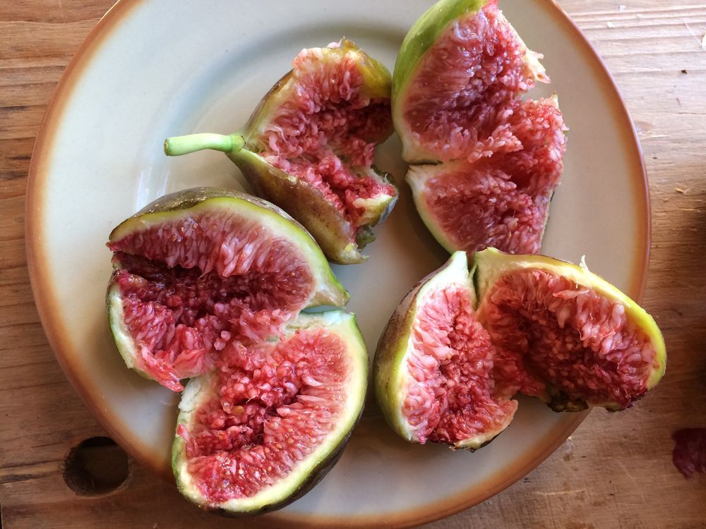 PLANTS DE FIGUIERS A REPIQUER JUSQU'AU DEBUT DU PRINTEMPS Jardin