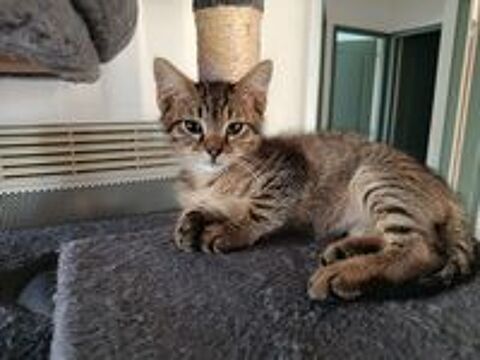   Adorable chatons mâle  