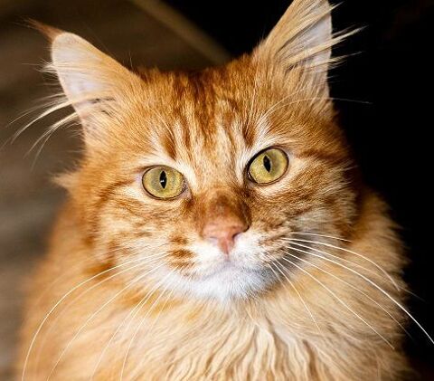 PEPINO CHAT TIGRE ROUX POILS MI-LONGS 4 ANS 1/2 195 92260 Fontenay-aux-roses