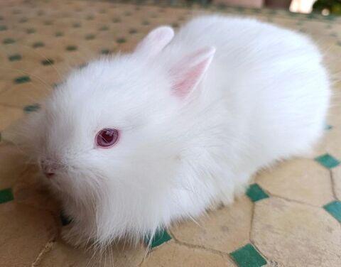 Jeune lapin nain 40 30840 Meynes
