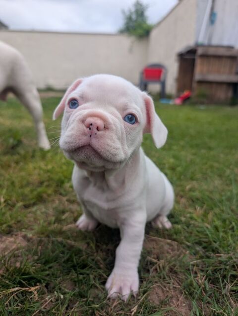 Chiot Bouledogue fran&ccedil;ais disponible Male.
0 47300 Villeneuve-sur-lot