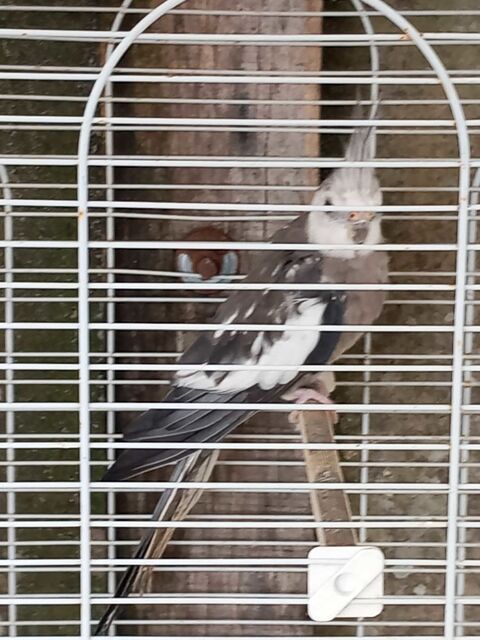 calopsittes 0 49110 Montrevault