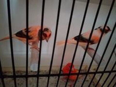   Couple de canaris 