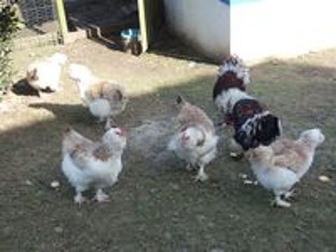   oeufs fécondés de faverolles 