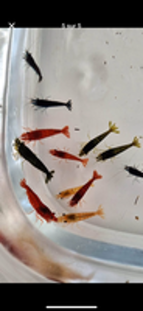   Crevettes coloris variés 