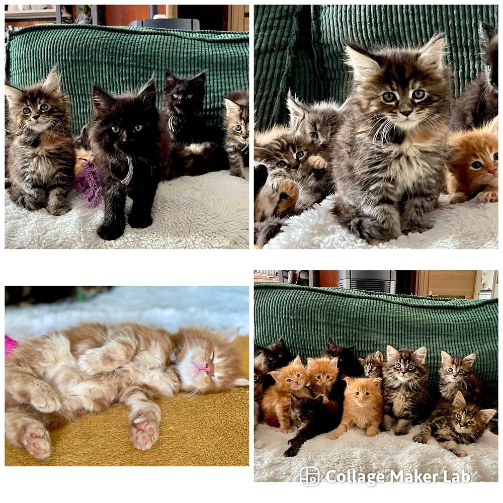   Chatons Maine coon  