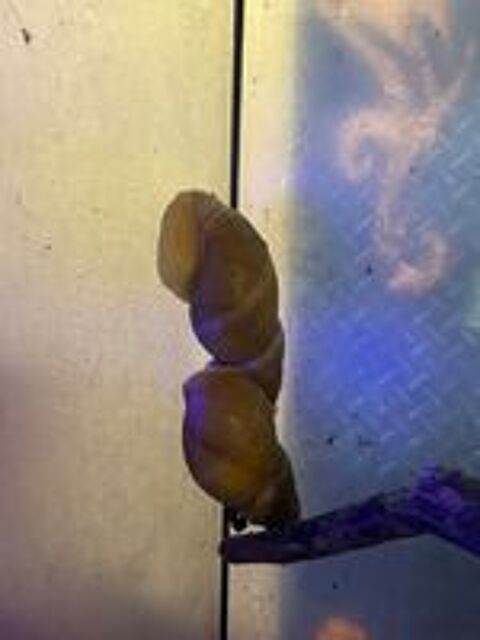   Escargot, géant 
