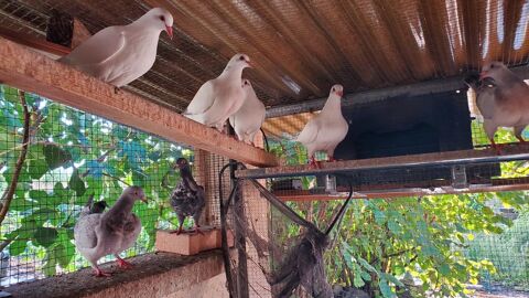 Pigeons pour &eacute;levage familial. 5 26450 Puy-saint-martin