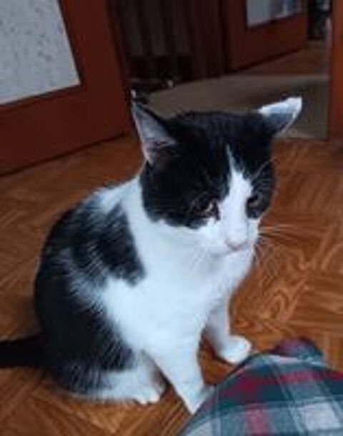   Donne contre bons soins beau chat propre et très affectueux. 