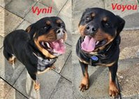   A réserver Chiots Rottweiler  