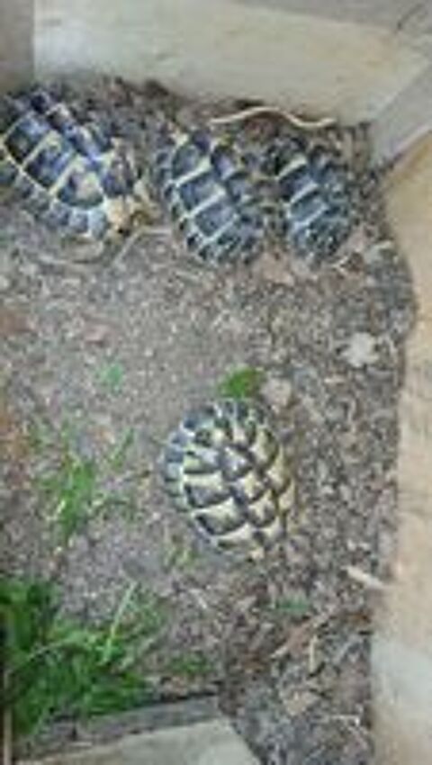   Tortue de terre 