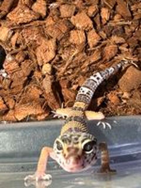   Bébés geckos léopard 4 