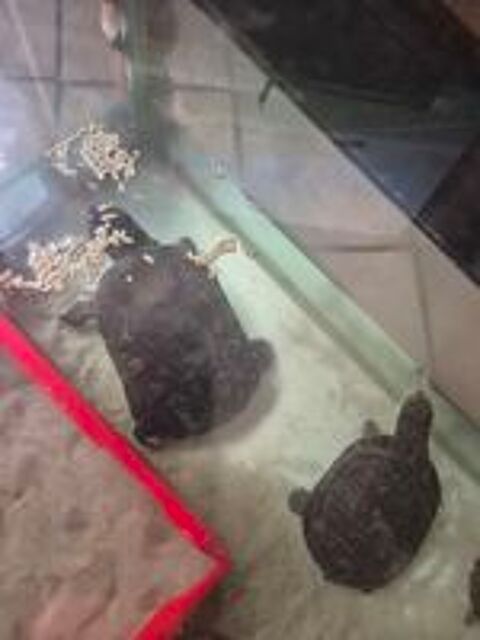   ? Tortues aquatiques Sternotherus carinatus 
