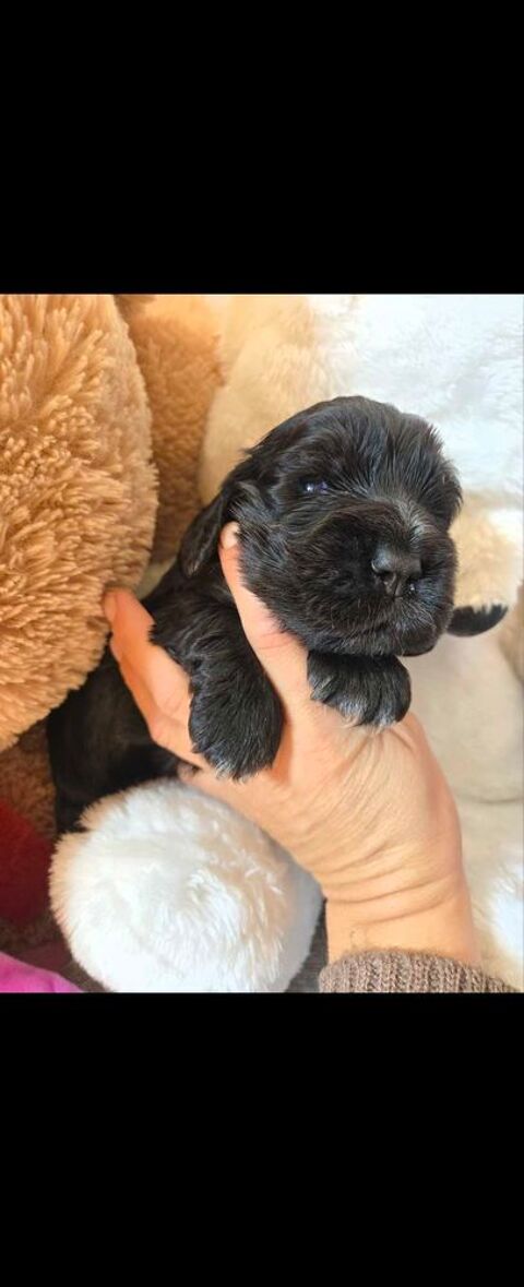Jolis cocker spaniel anglais 1800 30320 Saint-gervasy