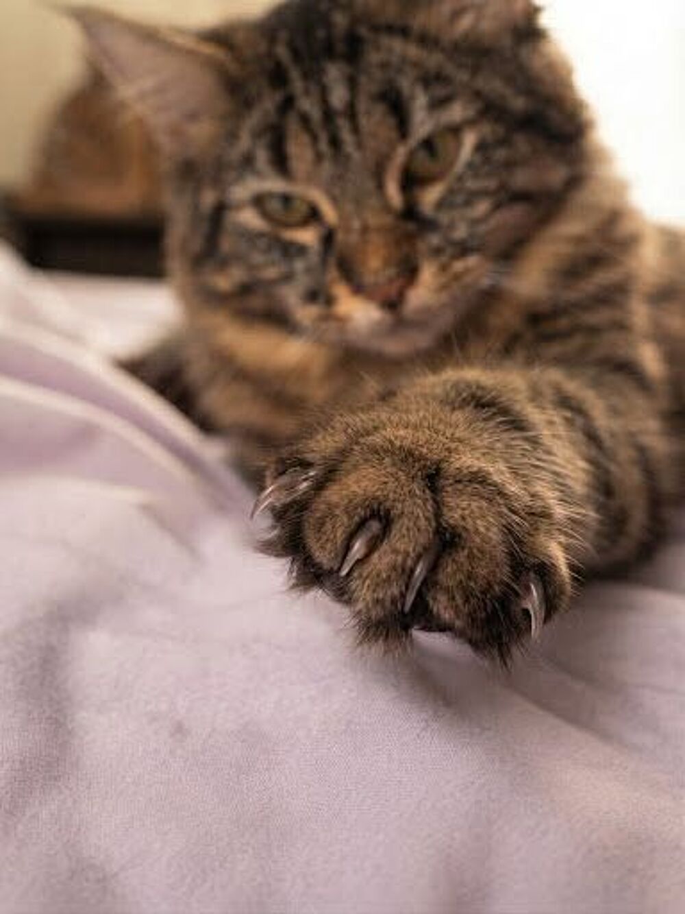   JEUNE MALE MAINE COON LOOF 