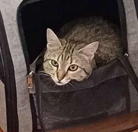   ISO FEMELLE TIGREE 2 ANS 1/2 