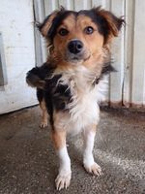   Helio � l'adoption 