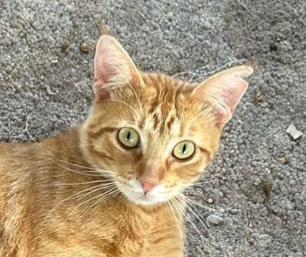   TONY 