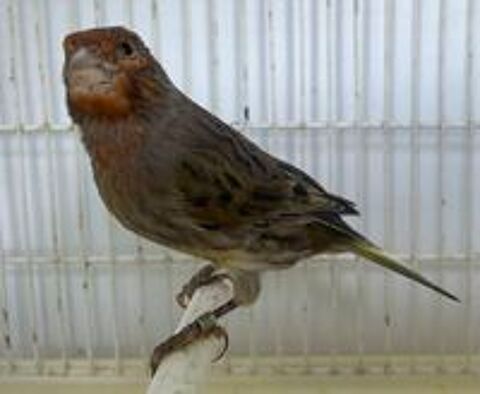   Couple canaris 
