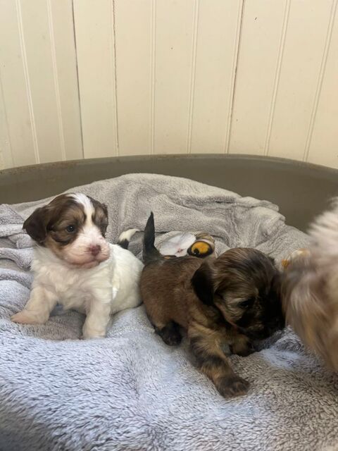A r&eacute;serv&eacute; bichon havanais male et femelle 950 85220 La chapelle-hermier