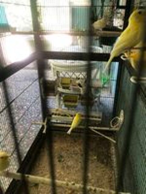   Canaris 