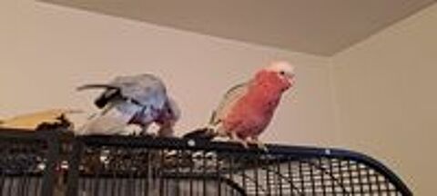   2 Cacatoès Rosalbin Femelles + Cage complète (avec jouets). 