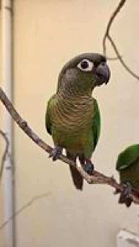  3 bébés conures  
